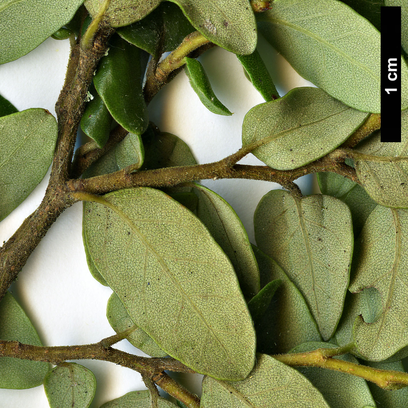 High resolution image: Family: Nothofagaceae - Genus: Nothofagus - Taxon: solanderi - SpeciesSub: var. cliffortioides